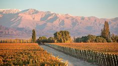 Así es La Consulta, el primer pueblo del vino de la Argentina: ideal para hacer turismo. Así es La Consulta, el primer pueblo del vino de la Argentina: ideal para hacer turismo.
