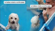 El perrito viral que pide perdón y que le da ternura a todos. El perrito viral que pide perdón y que le da ternura a todos.
