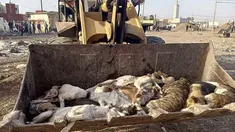 La sobrepoblación canina y sus enfermedades son un caos en Marruecos. La sobrepoblación canina y sus enfermedades son un caos en Marruecos.