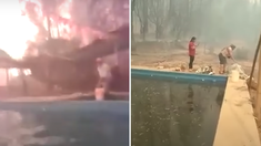 El video viral muestra como la familia se sumerge a la pileta para escapar del fuego. El video viral muestra como la familia se sumerge a la pileta para escapar del fuego.