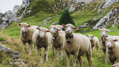 Las ovejas saltaban más alto que las cabras y eso nunca sucede, bromeó el dueño. Las ovejas saltaban más alto que las cabras y eso nunca sucede, bromeó el dueño.