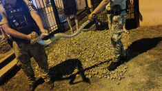 El video se viralizó en redes sociales. El video se viralizó en redes sociales.