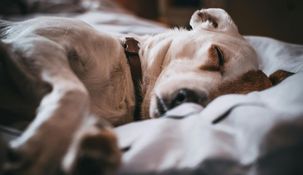 Diversos estudios demostraron que al convivir con perros llegamos a compartir parte de nuestra flora bacteriana con ellos.