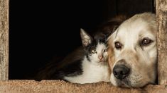 A la hora de buscar a tu mascotas existen programas que facilitan el reencuentro. A la hora de buscar a tu mascotas existen programas que facilitan el reencuentro.