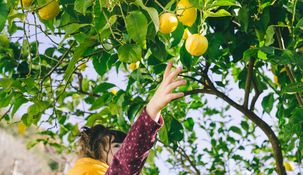 Un limonero cultivado en maceta tarda entre 3 y 5 años en producir frutos.
