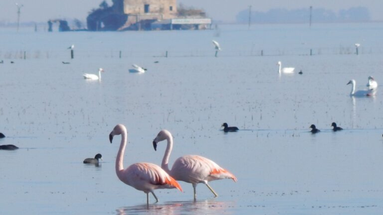 Melincu&eacute;, el destino natural con flamencos y deportes acu&aacute;ticos