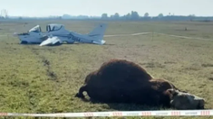 El animal terminó muerto por el impacto de la aeronave a metros de la pista del Aeroclub. El animal terminó muerto por el impacto de la aeronave a metros de la pista del Aeroclub.