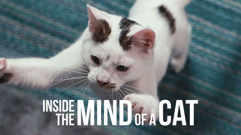 Acrobacia distancia cansado La mente de los gatos, develada en un documental de Netflix que arrasa