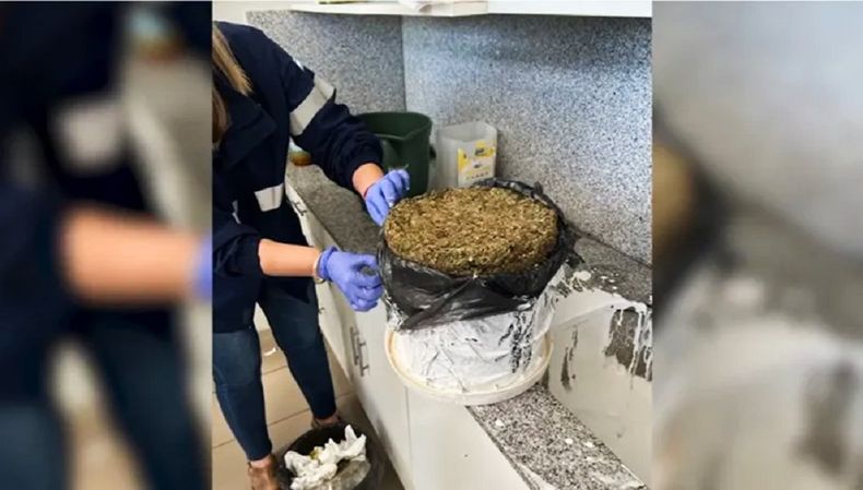 Marihuana incautada.