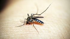 Dengue: hay más de 3.400 casos en la Ciudad de Buenos Aires y crece el alerta. Dengue: hay más de 3.400 casos en la Ciudad de Buenos Aires y crece el alerta.