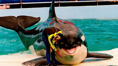 murio lolita, la orca que vivio 50 anos en cautiverio en el seaquarium de miami murio lolita, la orca que vivio 50 anos en cautiverio en el seaquarium de miami