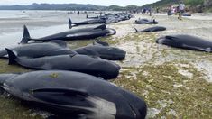250 ballenas quedaron varadas y no sobrevivieron en Nueva Zelanda. 250 ballenas quedaron varadas y no sobrevivieron en Nueva Zelanda.
