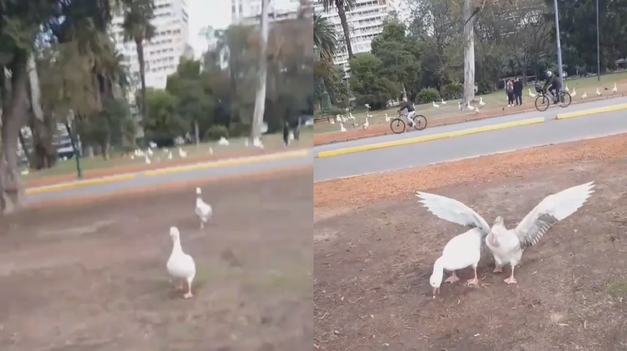 La joven registró su huida mientras los gansos la perseguían.