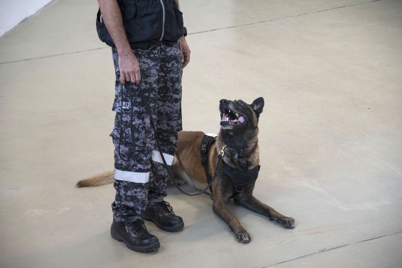 se permiten perros en el complejo deportivo de bachman