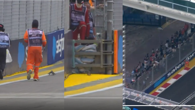 El video del lagarto corriendo por el circuito de Singapur se viralizó en redes sociales.&nbsp;