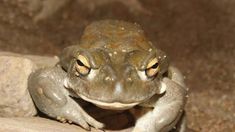 La curiosa advertencia que se volvió viral en un parque de Estados Unidos: prohíben chupar sapos La curiosa advertencia que se volvió viral en un parque de Estados Unidos: prohíben chupar sapos