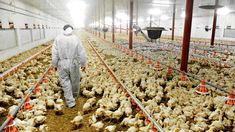 Gremio de la Carne acordó un aumento del 23,75% para el sector avícola Gremio de la Carne acordó un aumento del 23,75% para el sector avícola