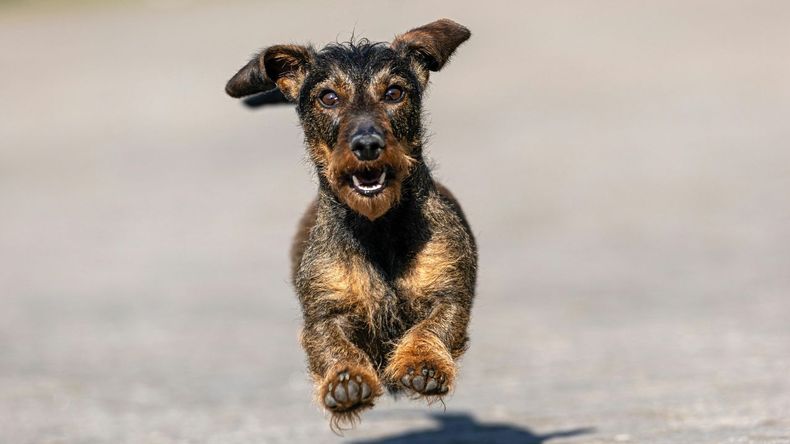 La presencia de ansiedad, incapacidad para relajarse o alteraciones en la rutina pueden indicar problemas que requieren consulta con un veterinario o especialista en comportamiento animal para garantizar el bienestar del perro.  