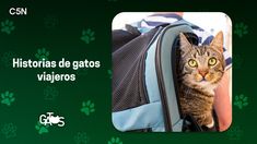 Historias de gatos viajeros: los más famosos del mundo.