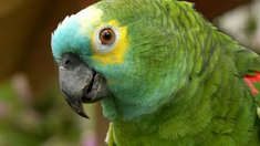 Gripe del loro. Alerta por neumonía.