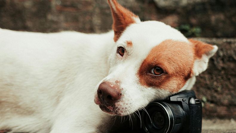 La mirada de un perro guarda secretos que apenas comenzamos a desentrañar