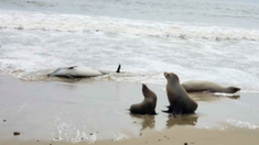La floración de algas nocivas puede producir venenos y afectar a las personas y los animales. La floración de algas nocivas puede producir venenos y afectar a las personas y los animales.