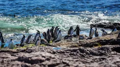 Los visitantes pueden observar de cerca el comportamiento de estas aves, desde la crianza de los pichones hasta la migración. Los visitantes pueden observar de cerca el comportamiento de estas aves, desde la crianza de los pichones hasta la migración.