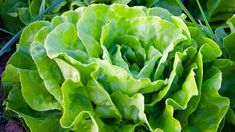 Cómo conservar la lechuga para que dure más tiempo.