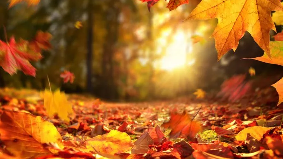 Turismo en Argentina: la ciudad perfecta en la que los bosques se tiñen de colores rojizos y amarillos en otoño 2026