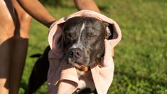 Un experimento reciente revela un comportamiento inesperado que podría cambiar nuestra comprensión sobre su forma de comunicarse. Un experimento reciente revela un comportamiento inesperado que podría cambiar nuestra comprensión sobre su forma de comunicarse.