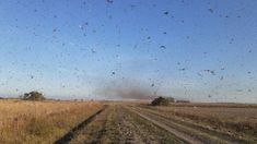 El fenómeno empezó en Sierras Chicas y se extendió a distintos barrios de la ciudad de Córdoba. El fenómeno empezó en Sierras Chicas y se extendió a distintos barrios de la ciudad de Córdoba.