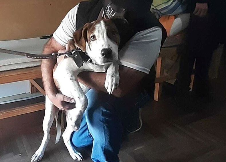 Rescataron a la perra golpeada que se viralizó en Twitter.