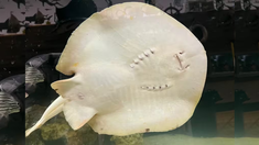 Miss Charlotte se convirtió en una estrella en redes sociales. Miss Charlotte se convirtió en una estrella en redes sociales.