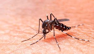 Se registran casos de dengue en Argentina. Se registran casos de dengue en Argentina.