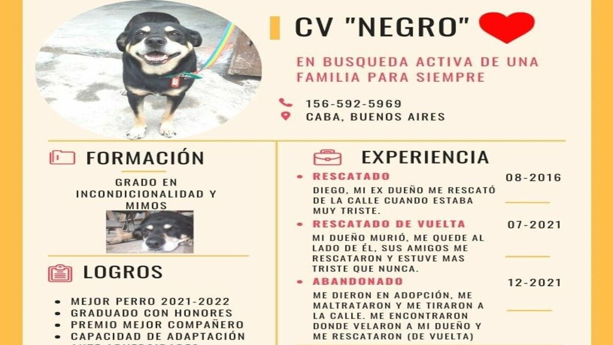 Negro', el perro que busca familia en LinkedIn tras la muerte de su dueño