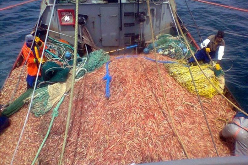 Crisis en el sector pesquero: la captura del langostino se paraliza por altos costos y bajos precios internacionales