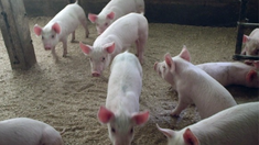 Alerta epidemiológica por casos de triquinosis en Buenos Aires: dónde y cómo se contagia la enfermedad Alerta epidemiológica por casos de triquinosis en Buenos Aires: dónde y cómo se contagia la enfermedad