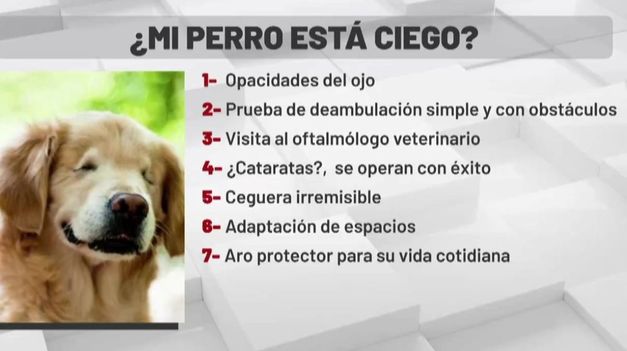 que ve un perro ciego