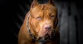 Un pitbull mató a un nene de tres años en Córdoba.