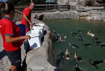 Los pingüinos iban a ser vendidos para pagar deudas.