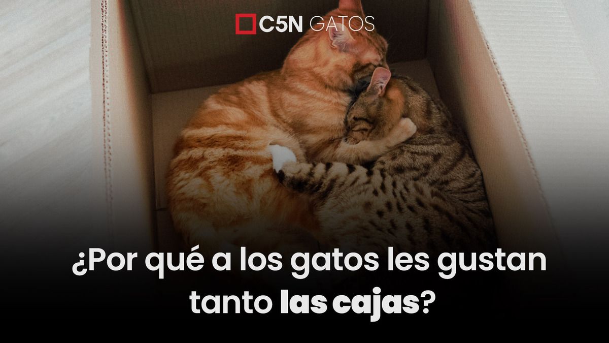 ¿Por qué a los gatos les gustan las cajas? ¿Por qué a los gatos les gustan las cajas?