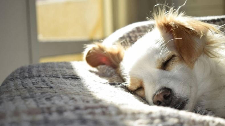 Cada vez son más las personas que duermen con sus perros