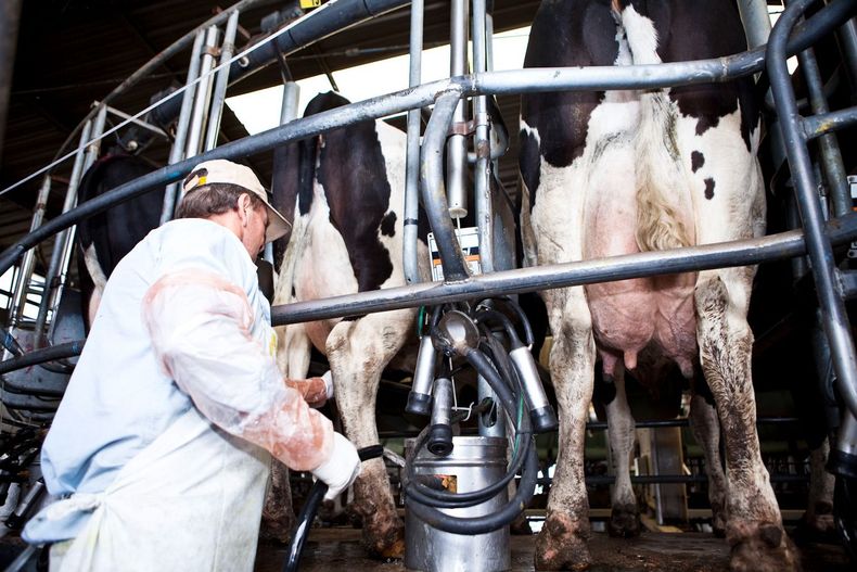 Por la caída del consumo ya analizan importar leche de Uruguay