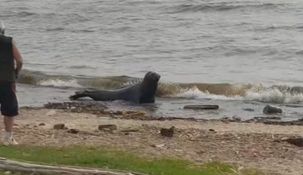 Apareció un lobo marino en Vicente López.