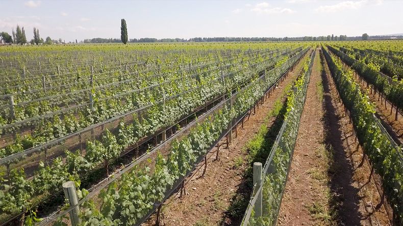 Casarena Bodegas se centra en el crecimiento con calidad.