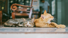 ¿Qué efecto tiene el ronroneo de los gatos en la salud de tus Mascotas?