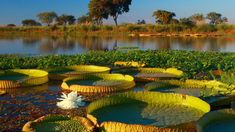 Uno de los parques con mayor cantidad de fauna y flora del país. Uno de los parques con mayor cantidad de fauna y flora del país.