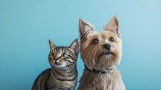 Las Mascotas tienen semejanzas físicas