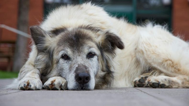 Un estudio reveló los factores clave que afectan la longevidad y el envejecimiento de los animales domésticos, desmontando varios mitos comunes.  