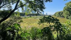 Este es el lugar lleno de naturaleza que te desconecta de la ciudad pero está casi en el centro de CABA